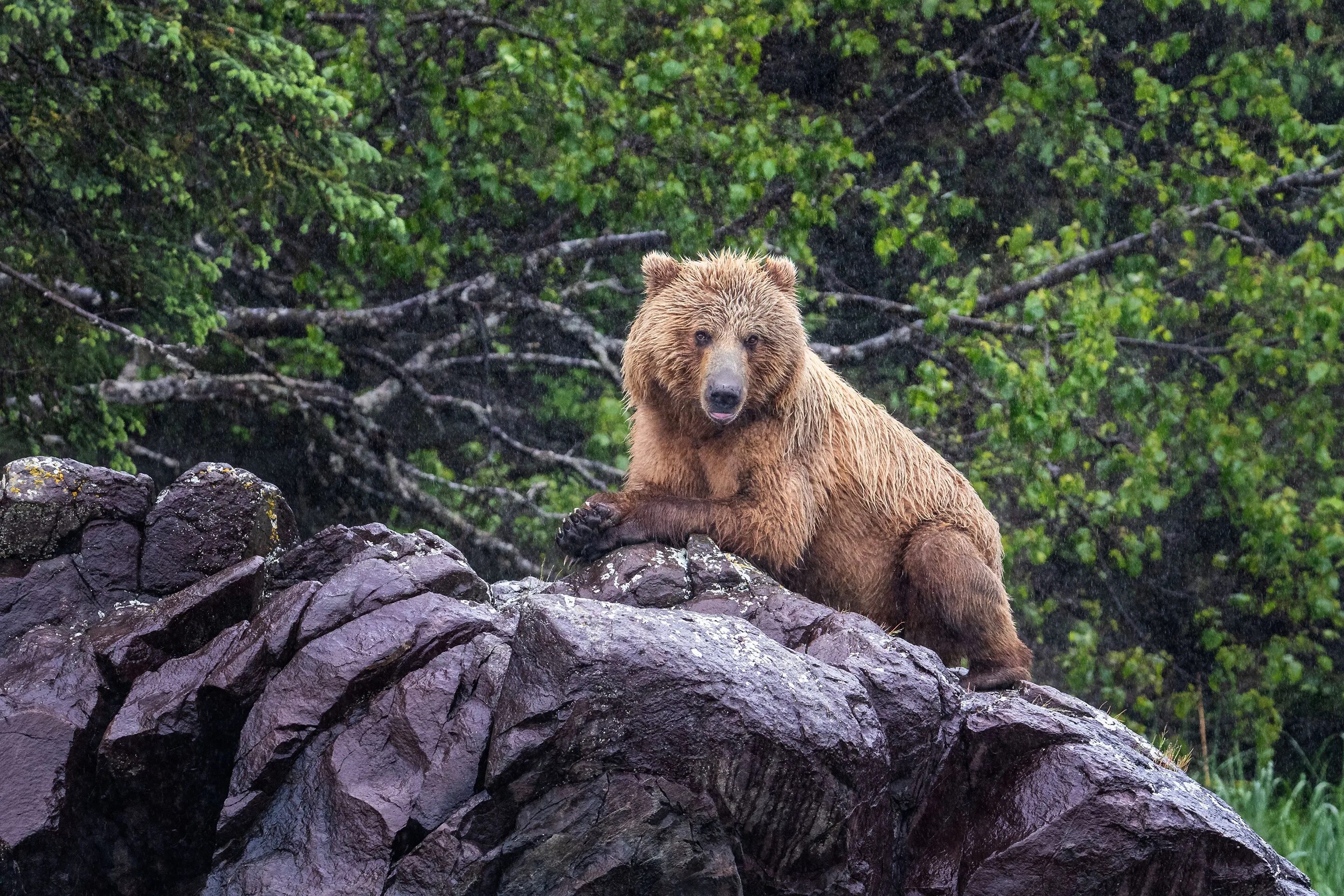 Bear stone. Бурый медведь Гиппенрейтер. Медведь камень. Медведь Гризли. Сидячий медведь.