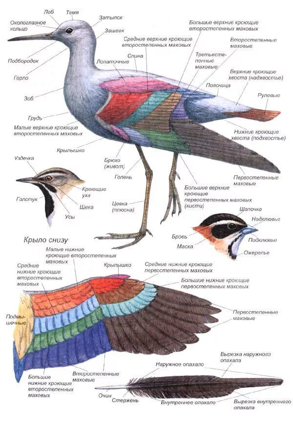 Скелет попугая жако. Анатомия птиц. Анатомическое строение птицы. Строение скелета птицы схема. Строение крыла птицы.