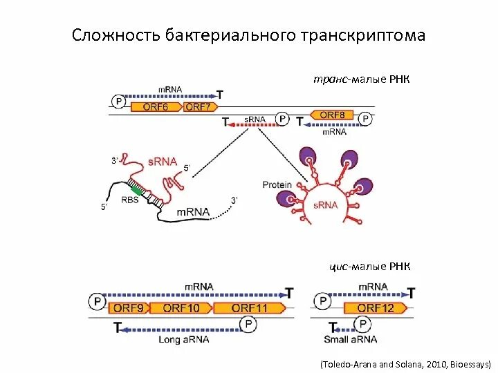 Активация РНК. Динамичность транскриптома. Малая Регуляторная РНК.