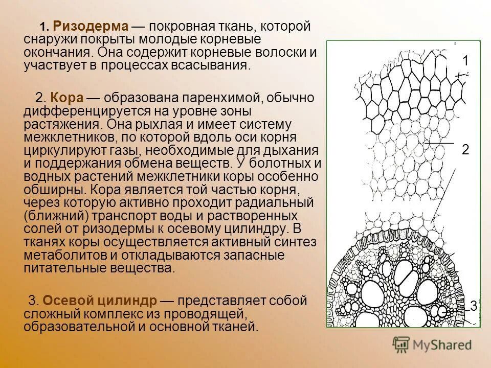 Система покровных органов человека функции. Ткани растений ризодерма. Ризодерма покровная ткань. Ризодерма эпиблема строение. Покровные ткани растений ризодерма.