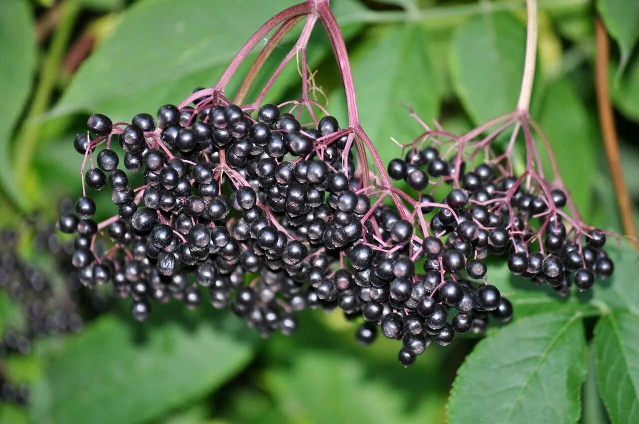 Бузина черная сорта. Бузина чёрная. Бузина черная (Sambucus. Бузина (черная, травянистая, красная). Бузина чѐрная (Sambucus nigra l.);.