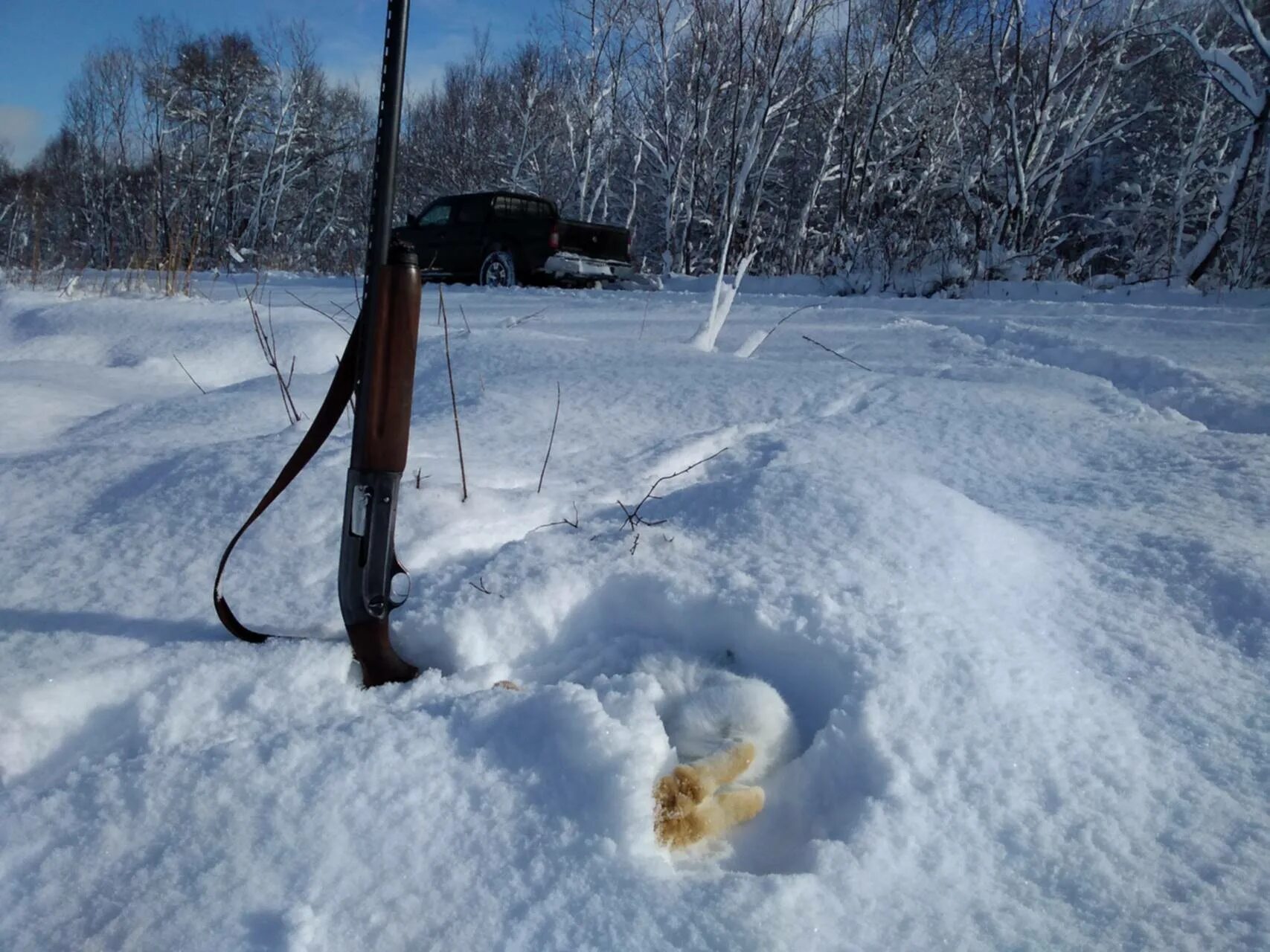 Тропление Лыжни. Сугробов охота на зайца. Охота без снега на зайца без собаки.