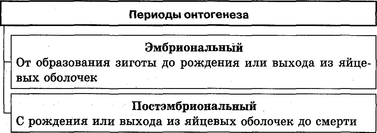 Основные понятия онтогенеза. Основные понятия онтогенеза