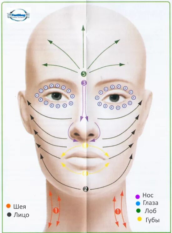 Массажные линии для лица банками. Массажные линии на лице для массажа банками. Линии для вакуумного массажа лица. Массаж лица схема. Массажные линии для вакуумного