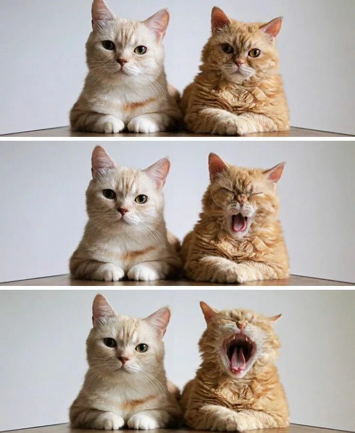 Коты портят. Кот со всех сторон. Эмоции кошек. Котики с разными эмоциями. Фото кошек разных.