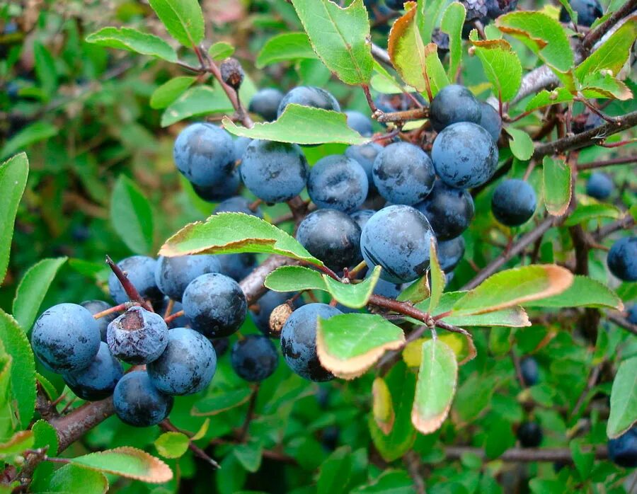 Терн латынь. Слива колючая (терн) (prunus spinosa). тернослива ермак. тернослива куст. тёрн кустарник ягоды.
