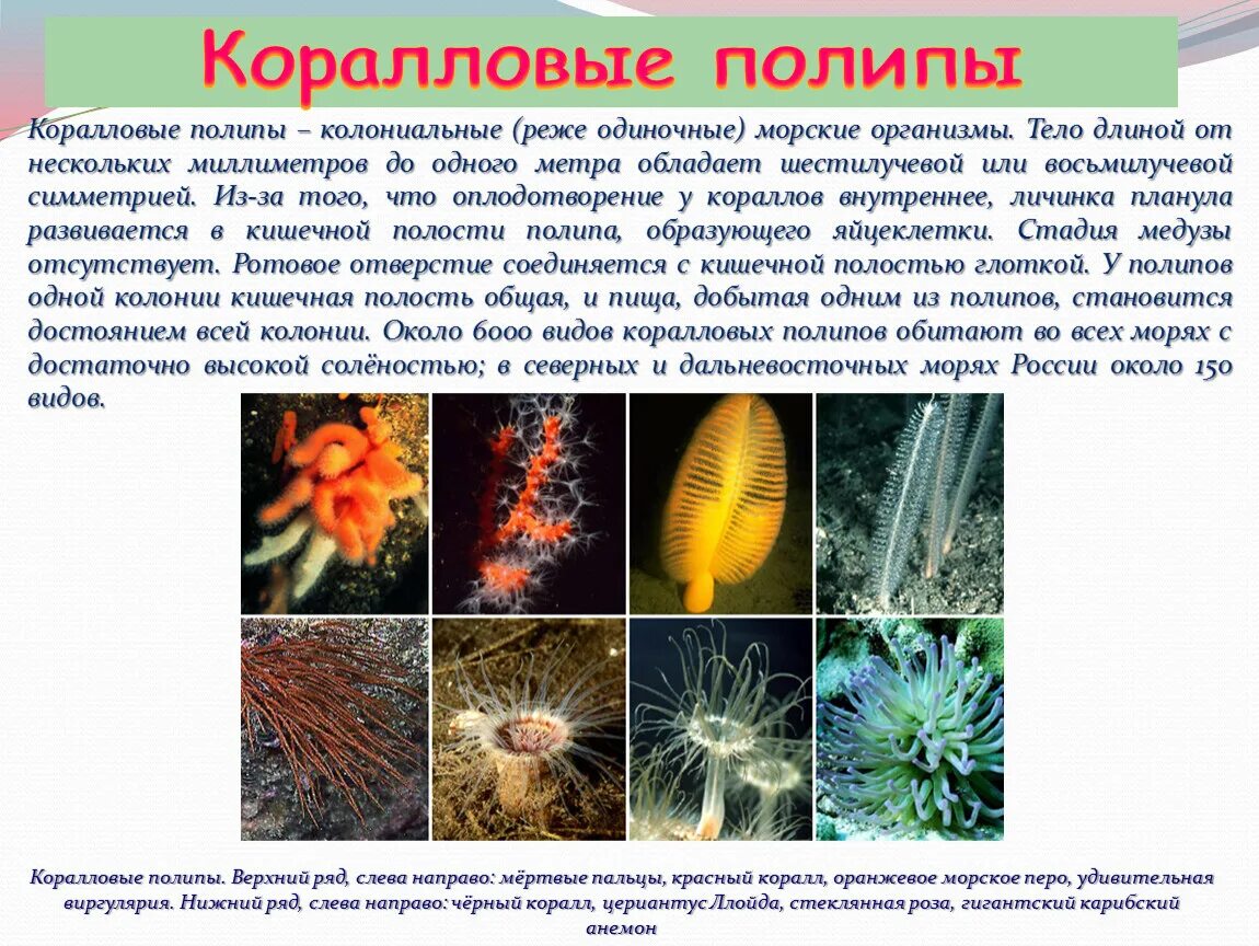 Актиния кишечнополостные. Колониальные полипы. Коралловые полипы оплодотворение. Опорой тела колониальных коралловых полипов. Опорой тела колониальных коралловых полипов.