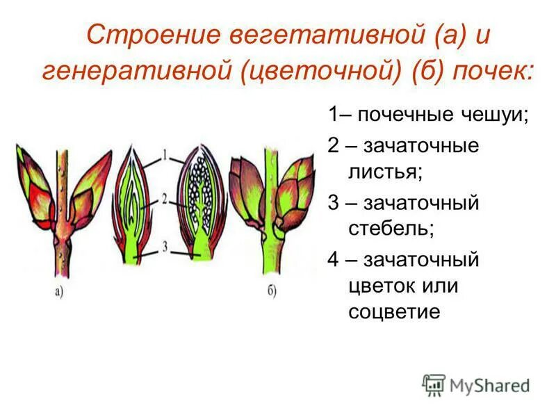 Функции почечных чешуй у растений. Строение вегетативной и генеративной почки. Почечные чешуи зачаточный стебель зачаточные листочки. Строение побега зачаточный стебель.