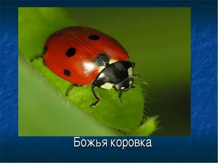 Божья коровка класс