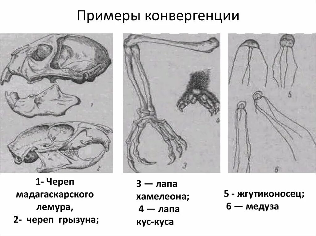 Конвергенция примеры. Конвергенция у животных. Конвергенция примеры конечностей. Описания и примеры конвергенции.