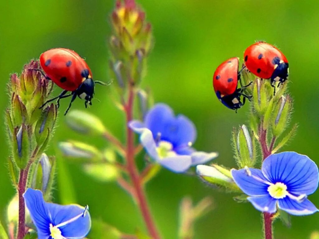 Коровка растение. Насекомые Луга Божья коровка. Ladybird Божья коровка. Летние цветы. Божья красота.