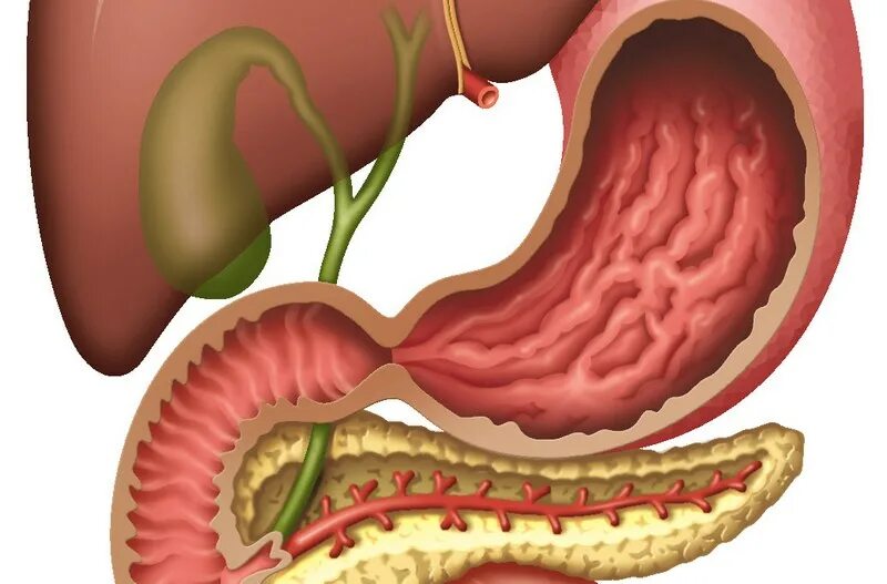 Пищевод желудок желчный пузырь. Желчь. Жёлчь выделяемая печенью.