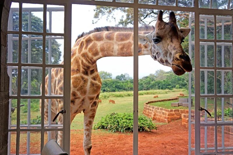 Бутик-отель giraffe manor, найроби кения. Жираф заглядывает в окно. Жираф заглядывает в окно. Giraffe manor 5. Жираф заглядывает в окно.