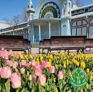 Тюльпаны пятигорск