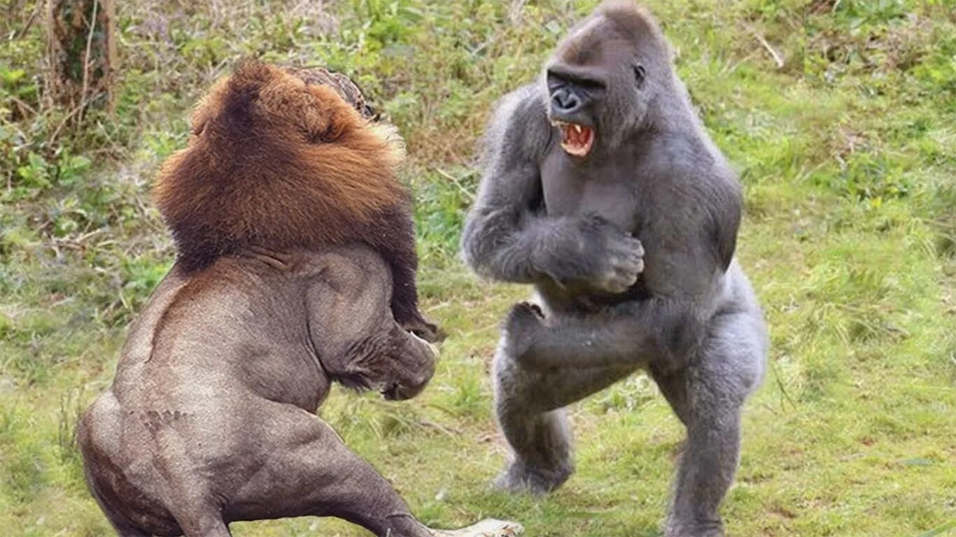 Кто сильнее медведь или горилла. Гориллы дерутся.