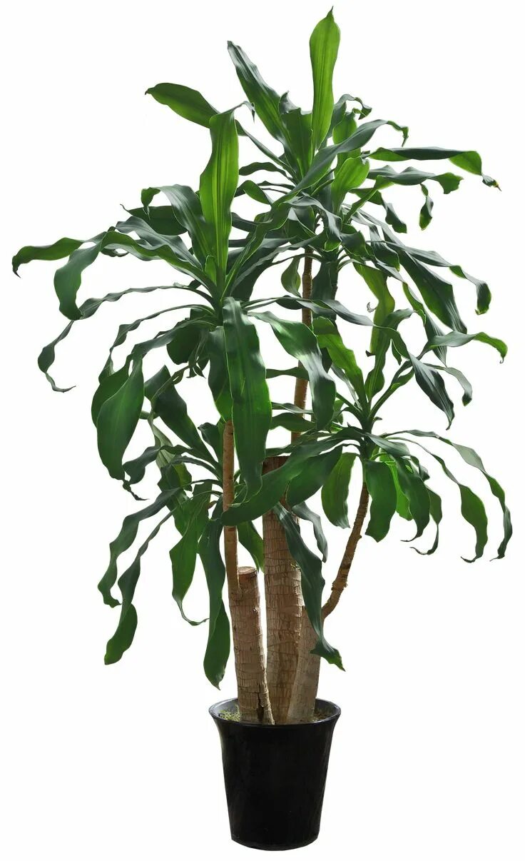 Домашние растения. Цветок в горшке. To be a potted plant. Pastoral potted plants. Настольный цветок в горшке.