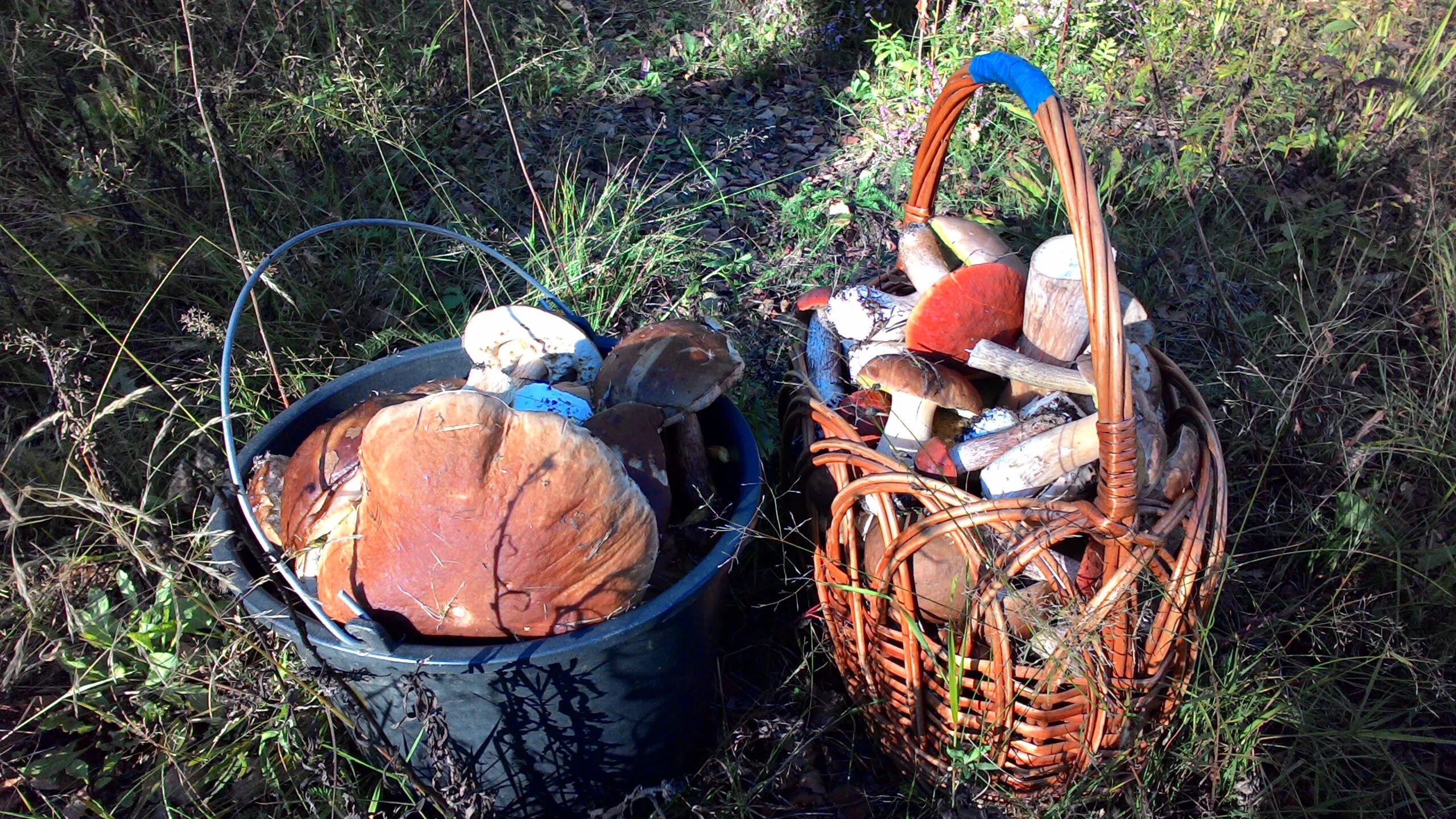 грибы в рыбинске сегодня. тихая охота грибы. лучшая тихая охота. лучшая тихая охота. тихая охота картинки.