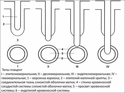 Типы плацент млекопитающих