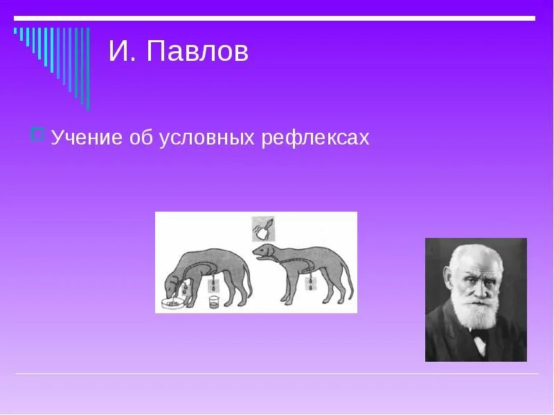 И п павлова рефлекс. Павлов рефлексы. Учение об условных рефлексах. Павлов учение о рефлексах. Учение Павлова о рефлексах.