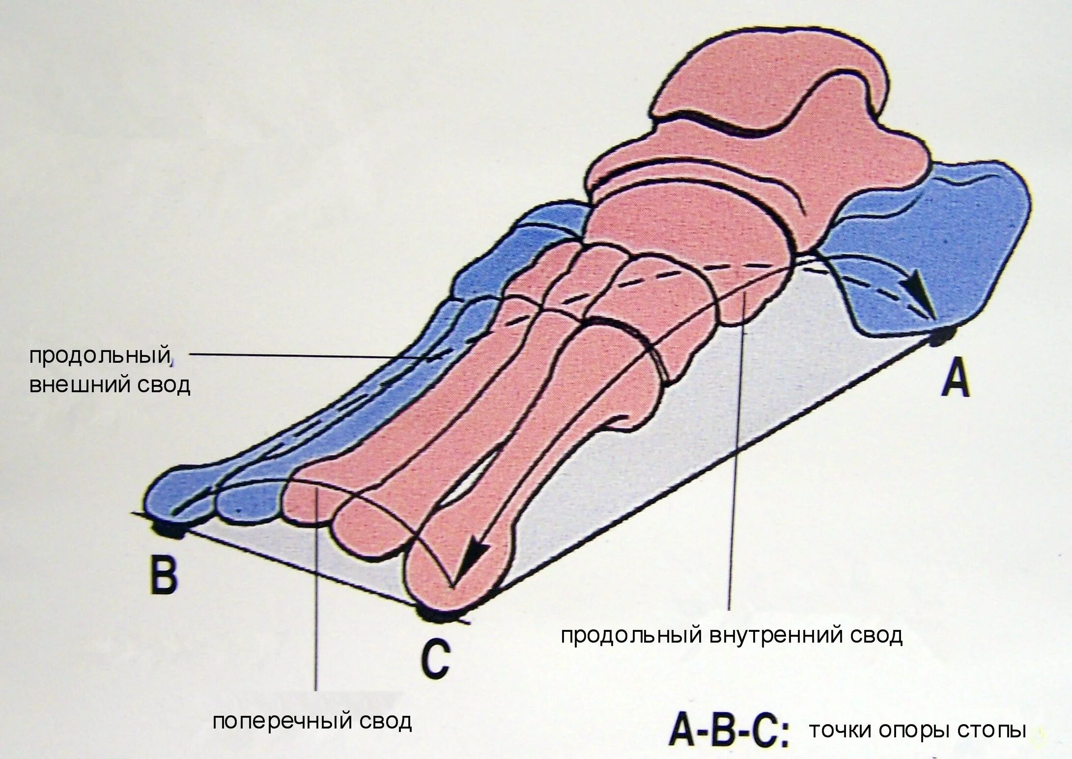 Точка опоры поперечного свода стопы. Продольный свод стопы анатомия. Продольный и поперечный свод стопы. Своды стопы анатомия строение. Свод показателей