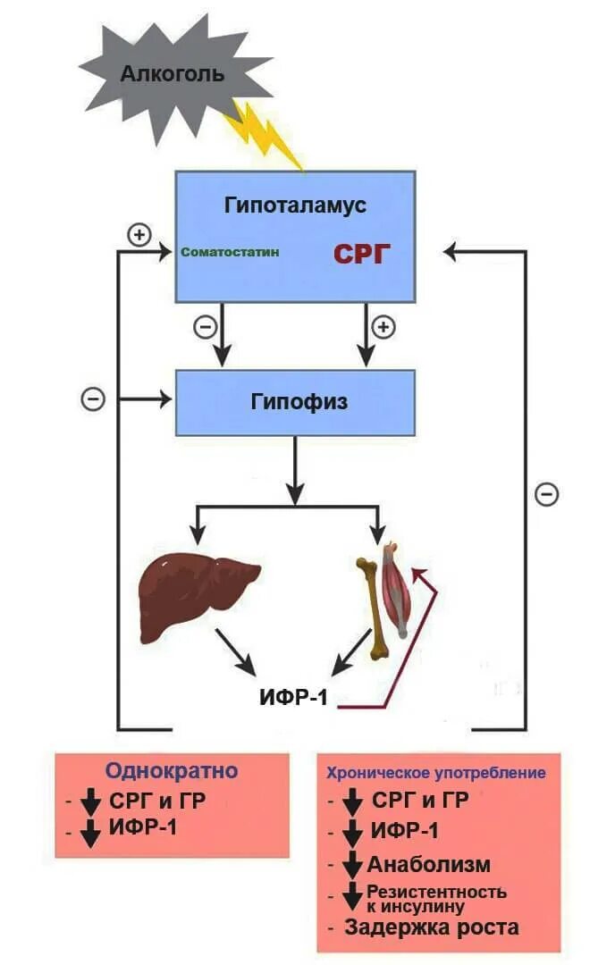 Инсулиноподобный фактор роста соматотропина. Инсулиноподобный фактор роста 1. Инсулиноподобный фактор роста-1 (ИФР-1).. Инсулиноподобных факторов роста (ИФР-1, ИФР-2). Фактор роста гормон