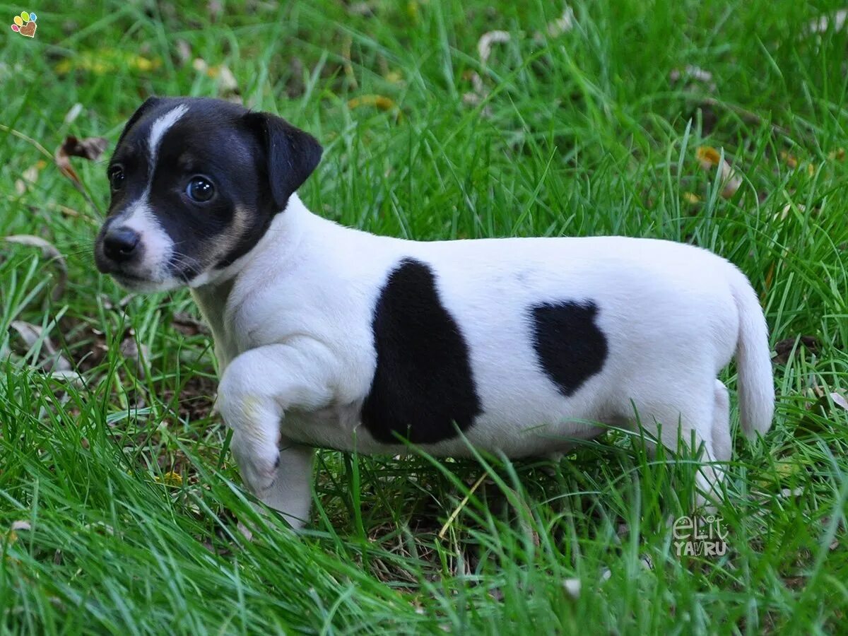 Jack Russell Terrier via Flickr Rat terrier dogs, Jack russell, Jack russell ter