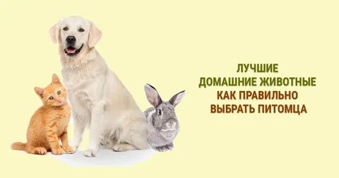 Выбери питомца