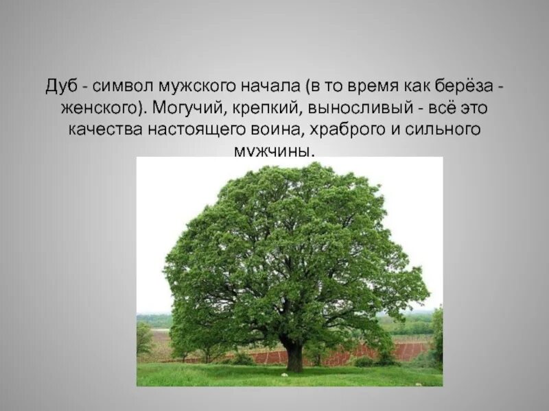 Сообщение о дереве. 3 класс окружающий мир дерева. Рассказ о дубе. Сосна сибирская лиственница. Липа, клён, дуб, берёза, тополь.