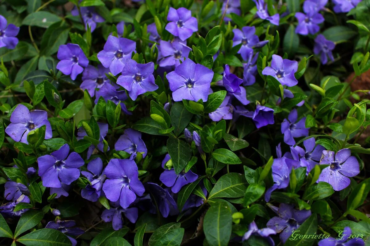 Барвинок цветок. Барвинок (Vinca). Барвинок Argenteovariegata. Барвинок малый голубой.