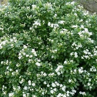 Кустарник с мелкими цветами