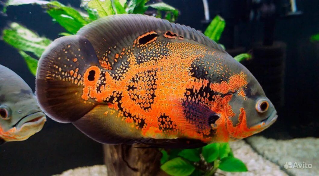 астронотус тигровый тайланд. астронотус тигровый оскар. Astronotinae. среда обитания астронотусов. астронотус тигровый альбинос.