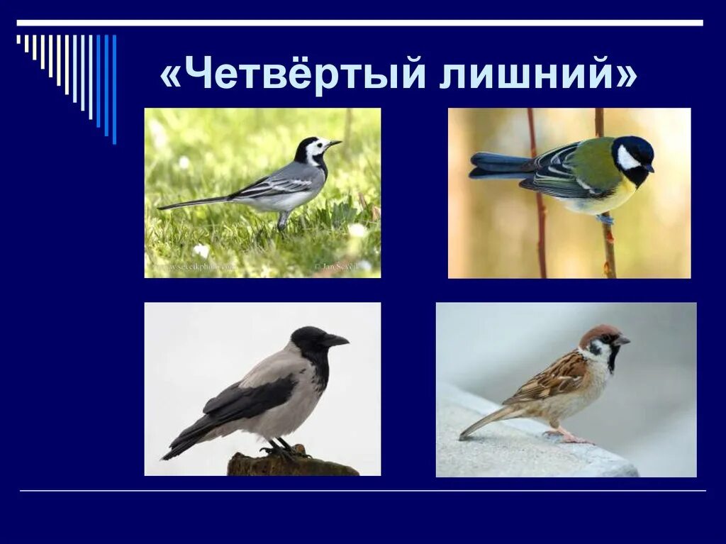 Зимующие птицы четвертый лишний для дошкольников. Игра четвертый лишний перелетные птицы. Найди лишнюю птицу. Четвертый лишний зимующие птицы. Игра какая птица лишняя.