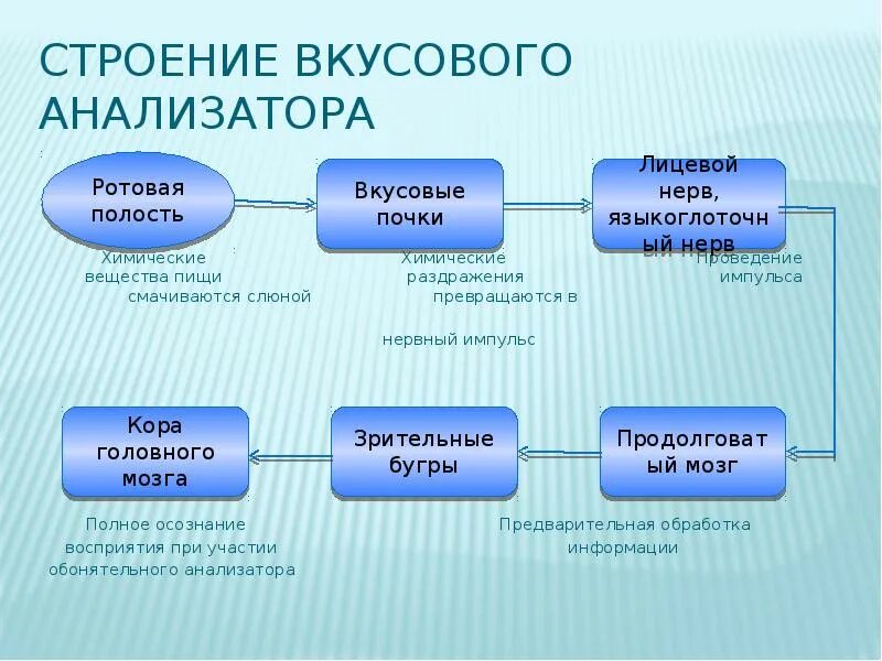 Установите последовательность передачи информации во вкусовом анализаторе