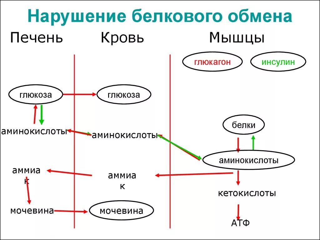 Нарушения белка в организме. Патологии белкового обмена схема. Патология белкового обмена биохимия заболевание. Нарушение белкового обмена патогенез. Заболевания связанные с нарушением белкового обмена.