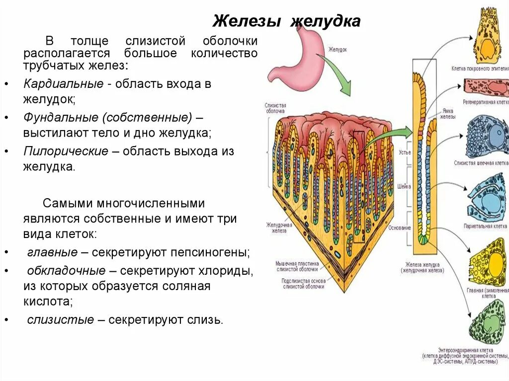 Железы слизистой оболочки желудка. Строение слизистой оболочки желудка клетки. Клетки собственных желез желудка и их функции. Клеточный состав желез. Слизистая оболочка желудка выделяет