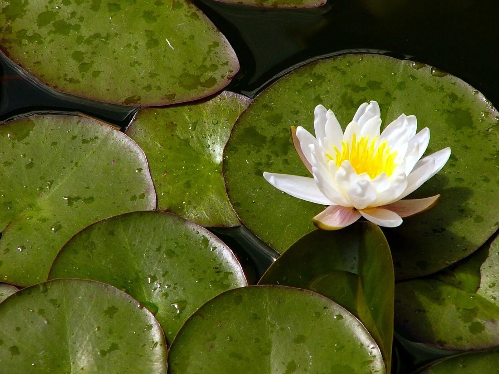 Free Images : nature, leaf, flower, petal, lake, green, botany, aquatic plant, f