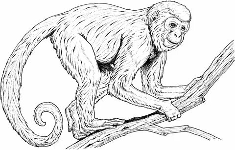 Page monkey