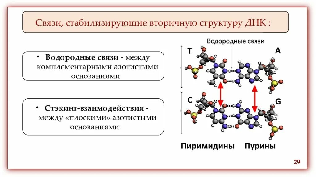 Водородные между азотистыми основаниями. Связи стабилизирующие вторичную структуру ДНК. Вторичная структура белка связи стабилизирующие вторичную структуру. Вторичная структура ДНК связи стабилизирующие вторичную. Стабилизация вторичной структуры ДНК.