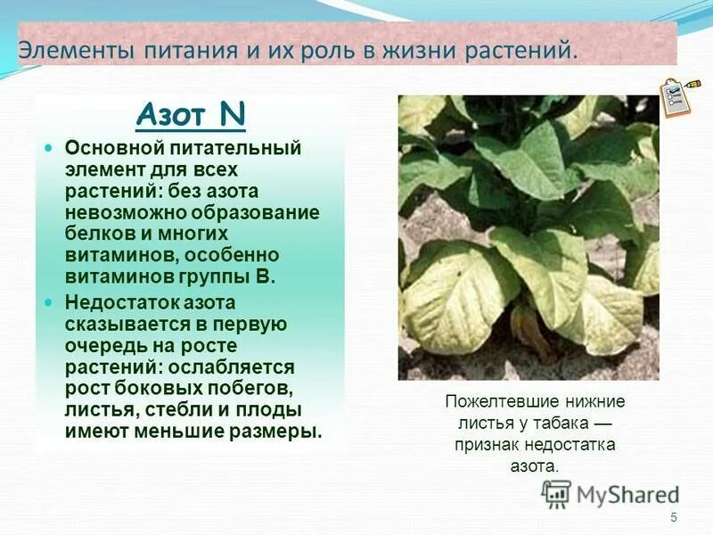 Значение элемента азота. Роль азота для растений. Азот в жизни растений. Недостаток азота у растений. На что влияет азот в растениях.