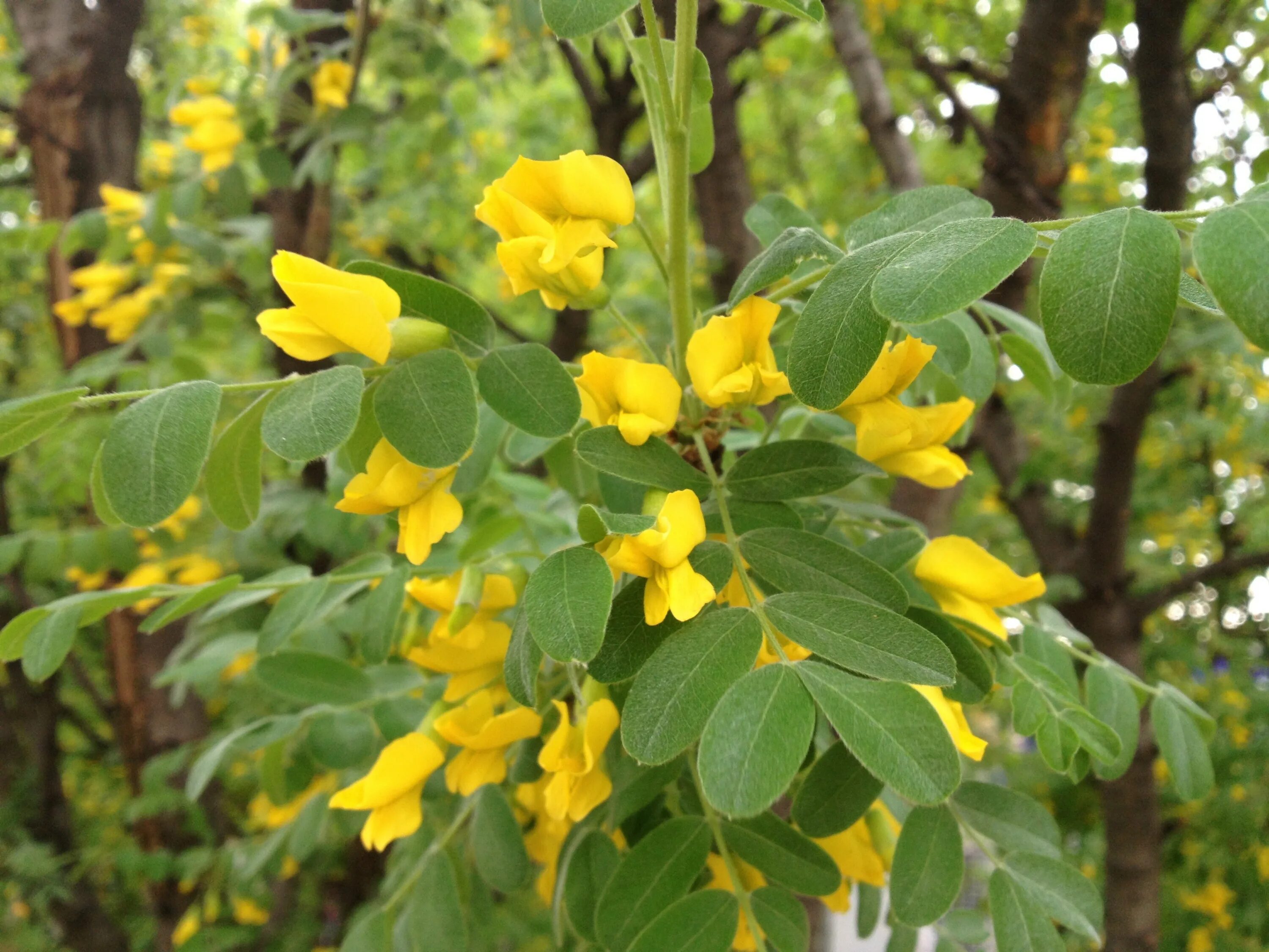АКАЦИЯ ЖЕЛТАЯ (CARAGANA ARBORESCENS) "Кедр" Питомник растений в СПб