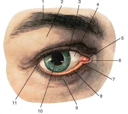 Нижнее 3 веко. Слезные железы конъюнктивы анатомия. Слезное мясцо анатомия. Строение глаза слезное мясцо.