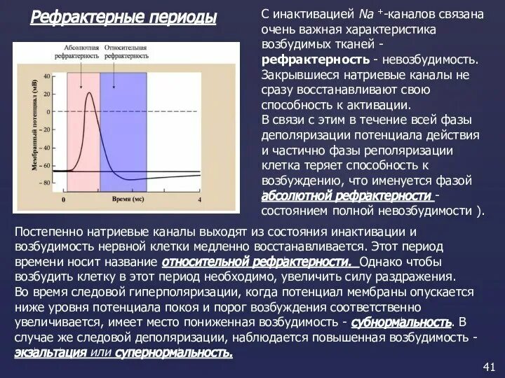 Рефрактерность физиология. Фазы абсолютной и относительной рефрактерности. Рефрактерность это в физиологии. Фазы рефрактерности физиология. Относительная рефрактерность.