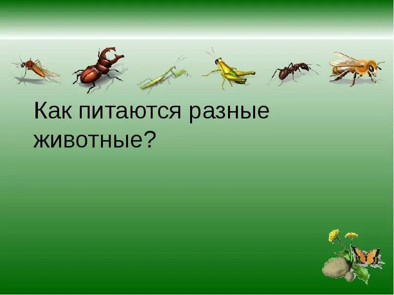 Как питается первый живой организм. Класс насекомые. Тема: класс насекомые.. Насекомые презентация. Тема урока насекомые.