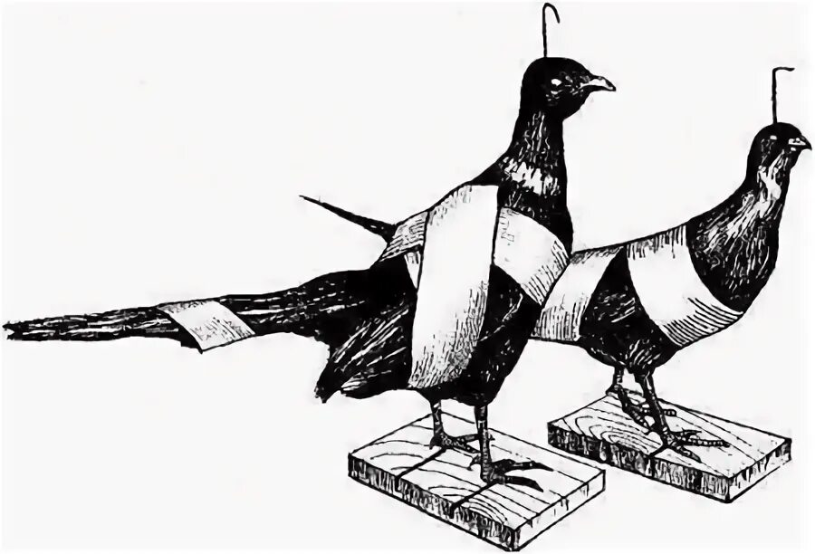 Каркасы для чучел животных. Чучело ястреба. Чучело огаря. Изготовление чучел птицы. Изготовление чучел птицы.