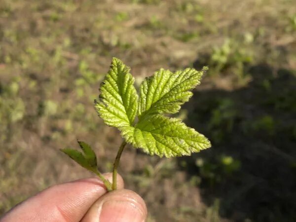 малина сорняк