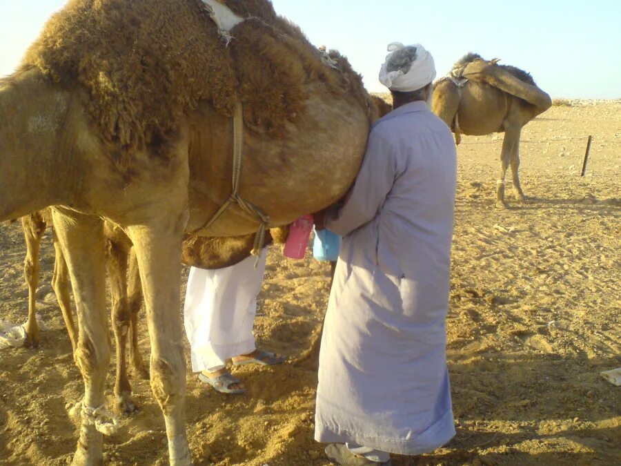 Молоко верблюда. Одногорбый верблюд. Верблюжье молоко. Верблюжья моча. Верблюжья моча.