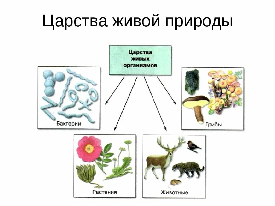 Что объединяет грибы и бактерии