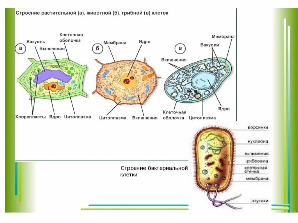 Различия строения клеток. Отличие клеток растений от клеток животных и грибов и бактерий. Отличие клеток бактерий от клеток животных. Отличие клеток бактерий от клеток растений. Строение растительной животной и грибной клетки.