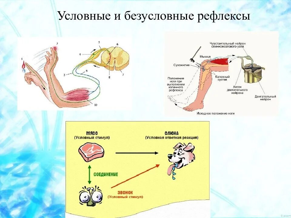 Примеры безусловных рефлексов у млекопитающих. Условный и безусловный рефлекс рисунок. Рефлексы условные и безусловные схема. Схема безусловного рефлекса. Схема безусловного рефлекса рисунок.