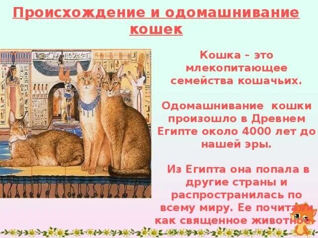 История появления кошек. История одомашнивания кошек. История появления домашних кошек. Легенда о происхождении кошки. Когда появились 1 кошки